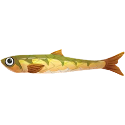 Sabertoothed Anchovy