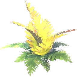 Golden Fern