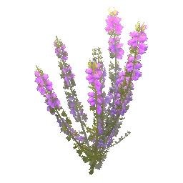 Royal Heather