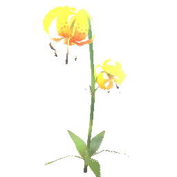 Dawnspur Lily