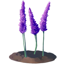 Lavender Flower