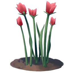 Tulip Flower